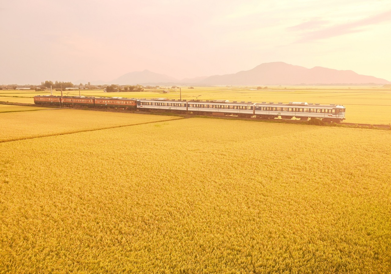image of a train passing through yellow fields